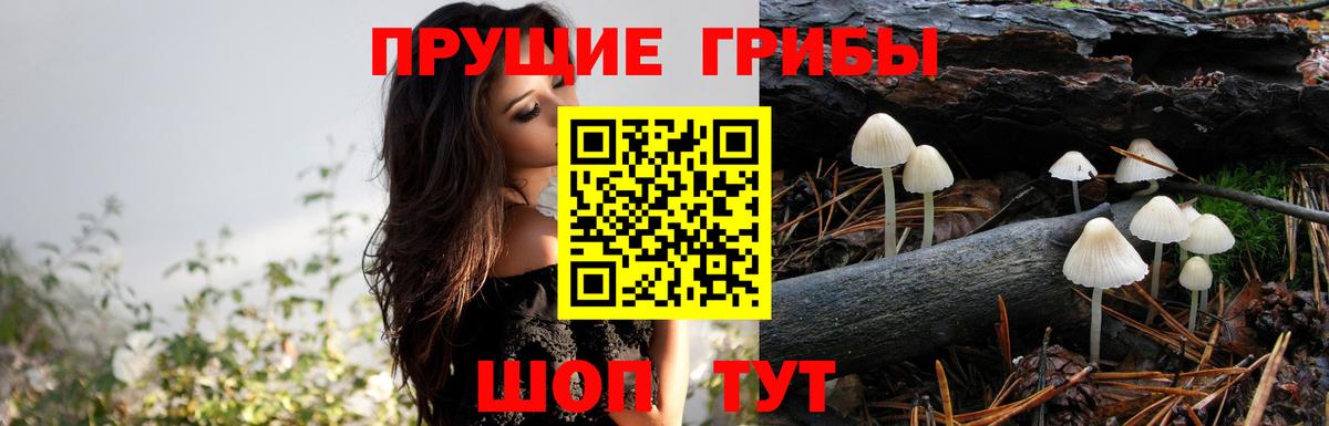Псилоцибиновые грибы Psilocybe  Вход с VPN  продажа наркотиков  Грозный 